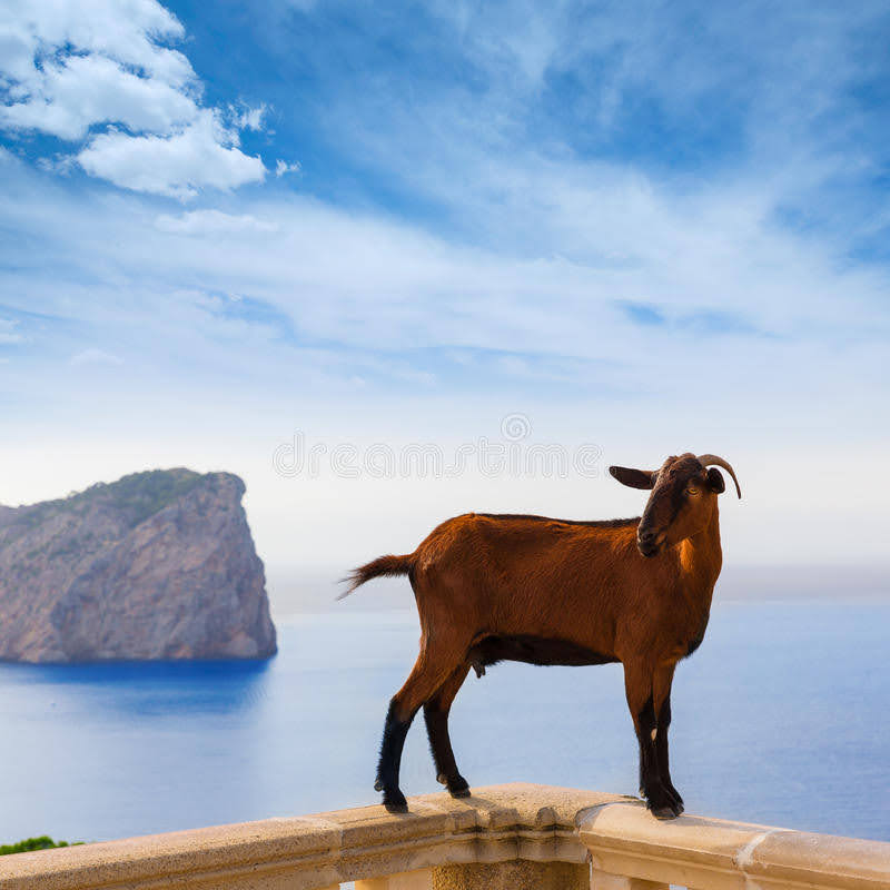 majorca-goat-formentor-cape-lighthouse-mallorca-51497184